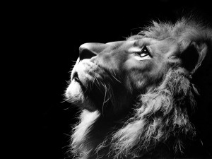 THE KING